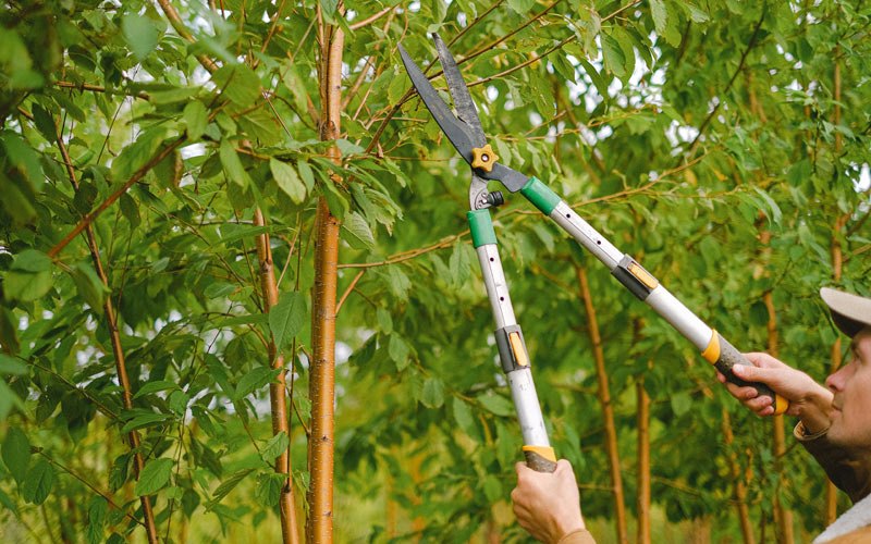Tree trimming in Coon Valley, WI